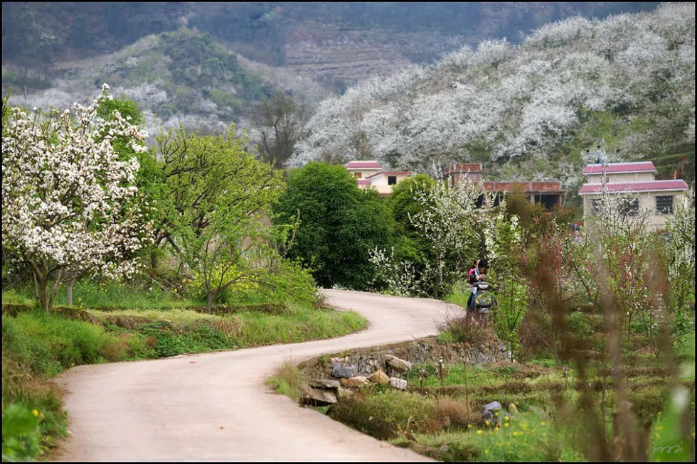 【春天，广西桂林灌阳县向您发出邀请！】我们在灌阳看梨花 - 游山玩水 - 东莞生活社区 - 东莞28生活网 dg.28life.com