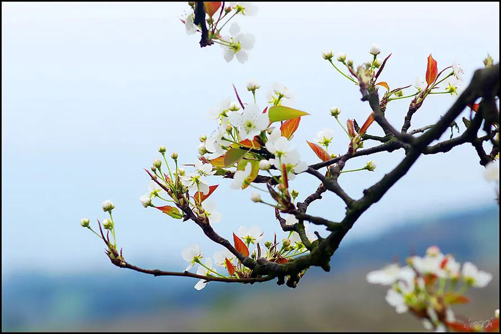 【春天，广西桂林灌阳县向您发出邀请！】我们在灌阳看梨花 - 游山玩水 - 东莞生活社区 - 东莞28生活网 dg.28life.com