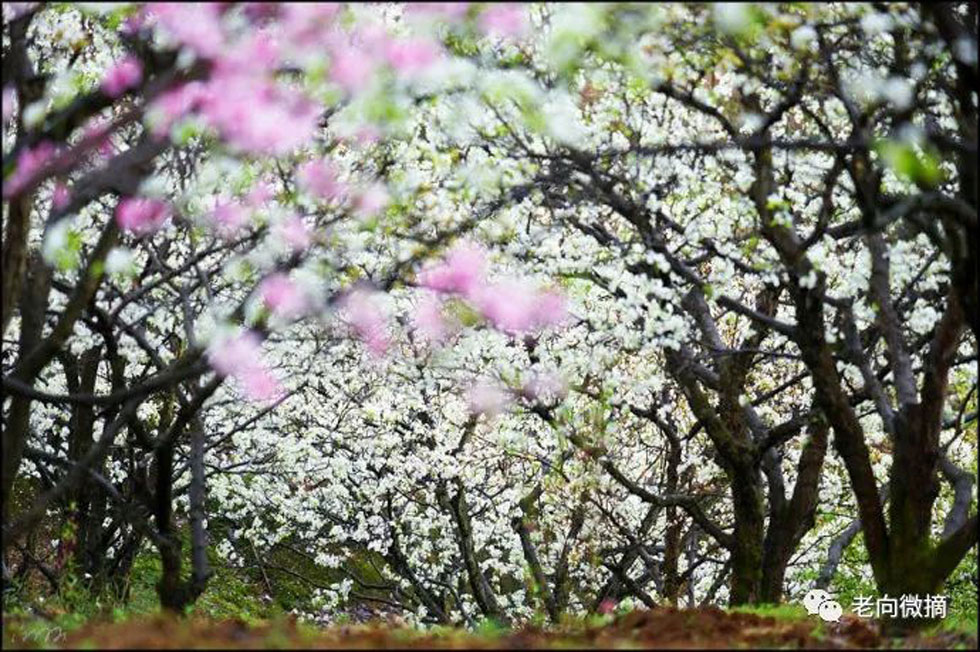 【春天，广西桂林灌阳县向您发出邀请！】我们在灌阳看梨花 - 游山玩水 - 东莞生活社区 - 东莞28生活网 dg.28life.com