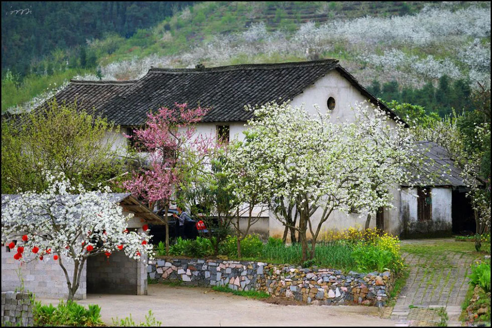 【春天，广西桂林灌阳县向您发出邀请！】我们在灌阳看梨花 - 游山玩水 - 东莞生活社区 - 东莞28生活网 dg.28life.com