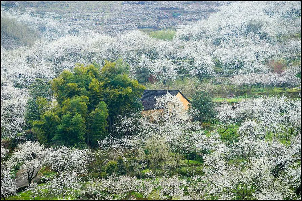 【春天，广西桂林灌阳县向您发出邀请！】我们在灌阳看梨花 - 游山玩水 - 东莞生活社区 - 东莞28生活网 dg.28life.com