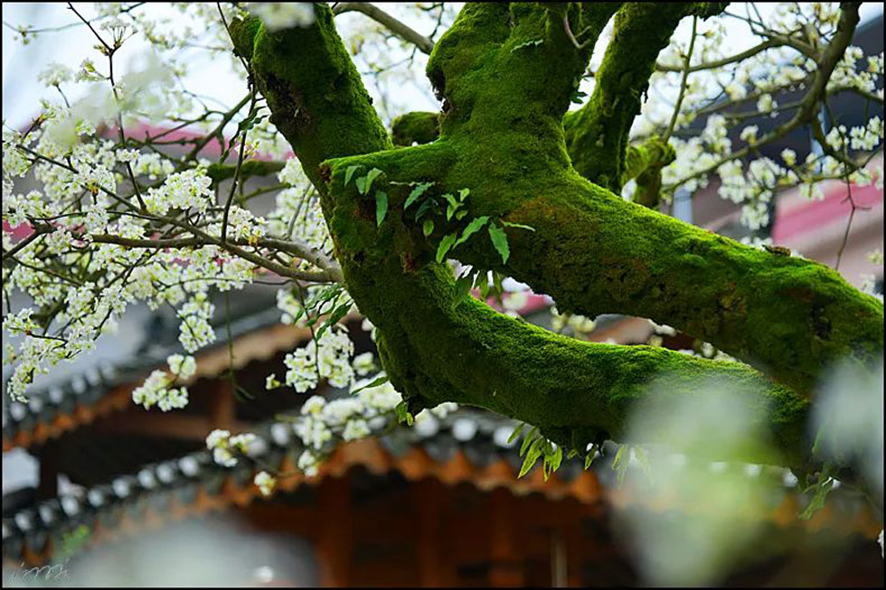 【春天，广西桂林灌阳县向您发出邀请！】我们在灌阳看梨花 - 游山玩水 - 东莞生活社区 - 东莞28生活网 dg.28life.com