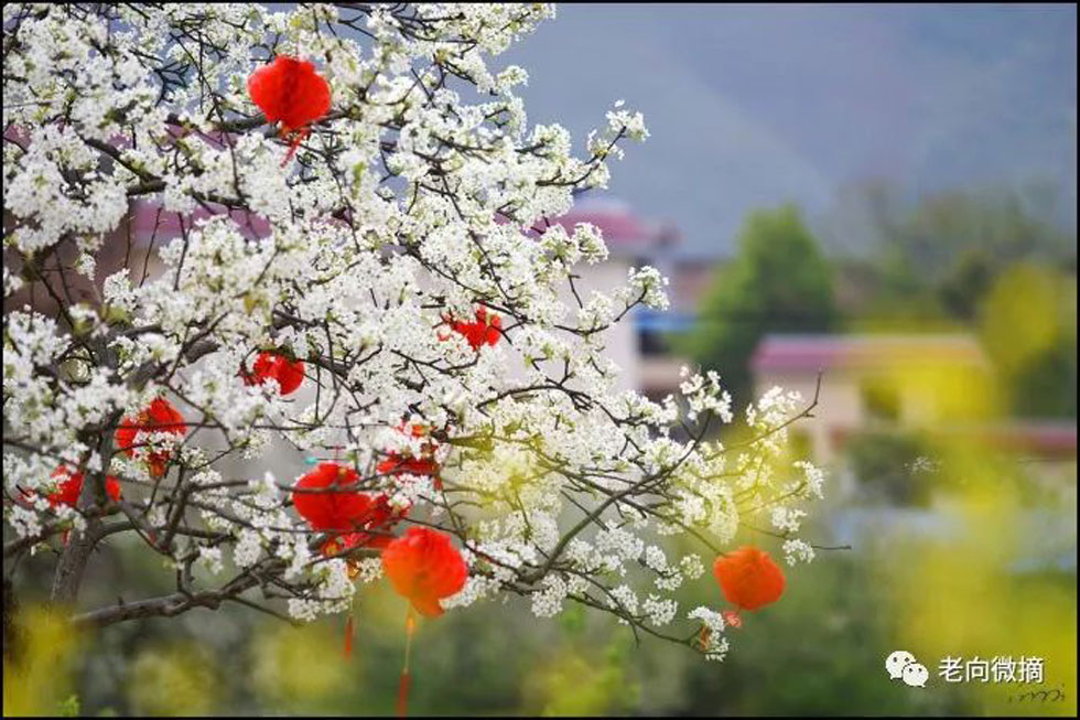 【春天，广西桂林灌阳县向您发出邀请！】我们在灌阳看梨花 - 游山玩水 - 东莞生活社区 - 东莞28生活网 dg.28life.com