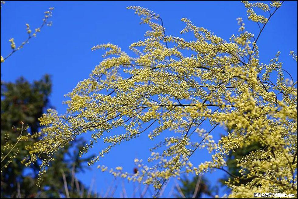 【春天，广西桂林灌阳县向您发出邀请！】米珠山前有片山苍子花在飘香 - 游山玩水 - 东莞生活社区 - 东莞28生活网 dg.28life.com