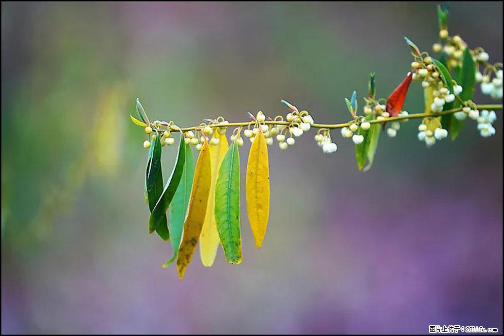 【春天，广西桂林灌阳县向您发出邀请！】米珠山前有片山苍子花在飘香 - 游山玩水 - 东莞生活社区 - 东莞28生活网 dg.28life.com