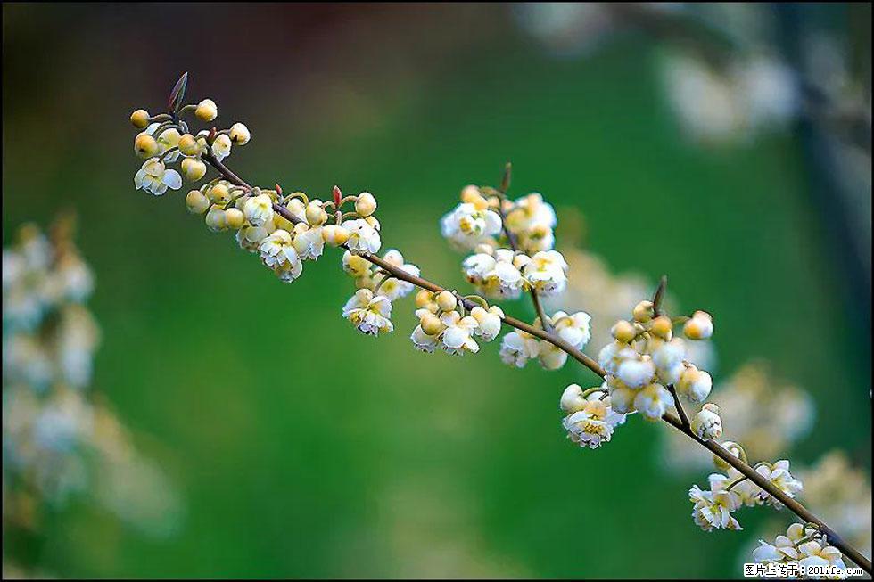 【春天，广西桂林灌阳县向您发出邀请！】米珠山前有片山苍子花在飘香 - 游山玩水 - 东莞生活社区 - 东莞28生活网 dg.28life.com