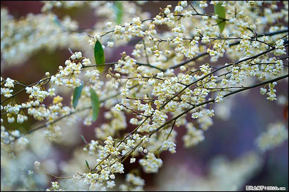 【春天，广西桂林灌阳县向您发出邀请！】米珠山前有片山苍子花在飘香 - 游山玩水 - 东莞生活社区 - 东莞28生活网 dg.28life.com