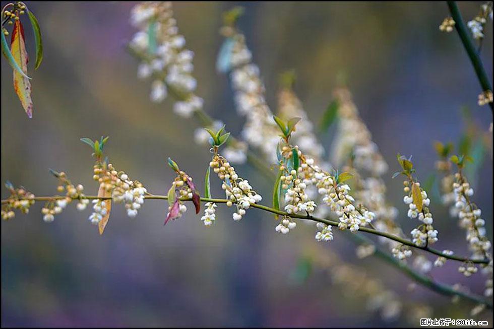 【春天，广西桂林灌阳县向您发出邀请！】米珠山前有片山苍子花在飘香 - 游山玩水 - 东莞生活社区 - 东莞28生活网 dg.28life.com