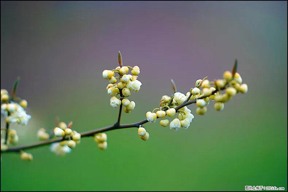 【春天，广西桂林灌阳县向您发出邀请！】米珠山前有片山苍子花在飘香 - 游山玩水 - 东莞生活社区 - 东莞28生活网 dg.28life.com