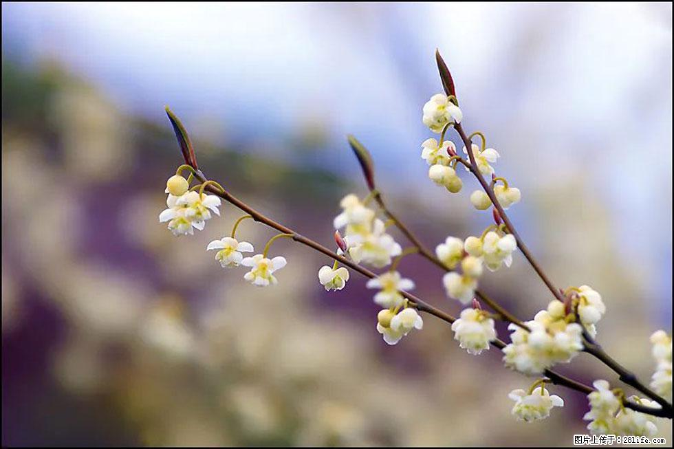【春天，广西桂林灌阳县向您发出邀请！】米珠山前有片山苍子花在飘香 - 游山玩水 - 东莞生活社区 - 东莞28生活网 dg.28life.com