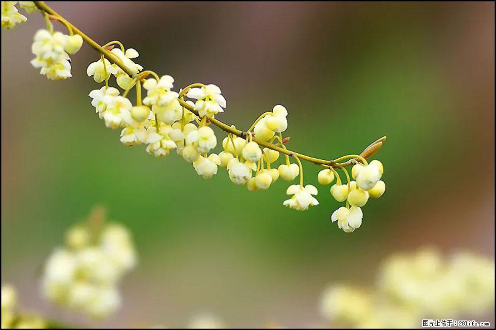 【春天，广西桂林灌阳县向您发出邀请！】米珠山前有片山苍子花在飘香 - 游山玩水 - 东莞生活社区 - 东莞28生活网 dg.28life.com