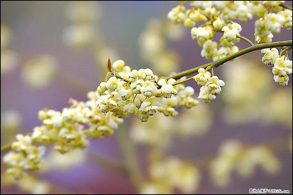 【春天，广西桂林灌阳县向您发出邀请！】米珠山前有片山苍子花在飘香 - 游山玩水 - 东莞生活社区 - 东莞28生活网 dg.28life.com