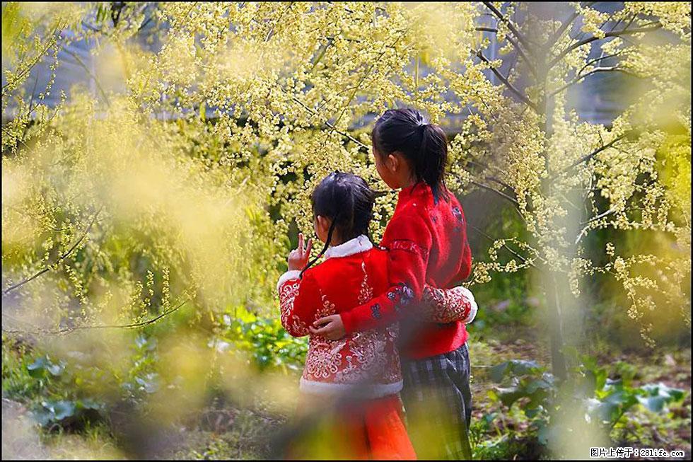 【春天，广西桂林灌阳县向您发出邀请！】米珠山前有片山苍子花在飘香 - 游山玩水 - 东莞生活社区 - 东莞28生活网 dg.28life.com