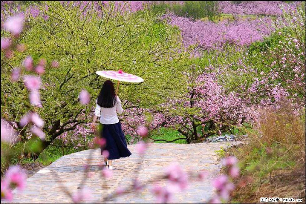 【春天，广西桂林灌阳县向您发出邀请！】官庄村有个醉美的桃花园 - 游山玩水 - 东莞生活社区 - 东莞28生活网 dg.28life.com