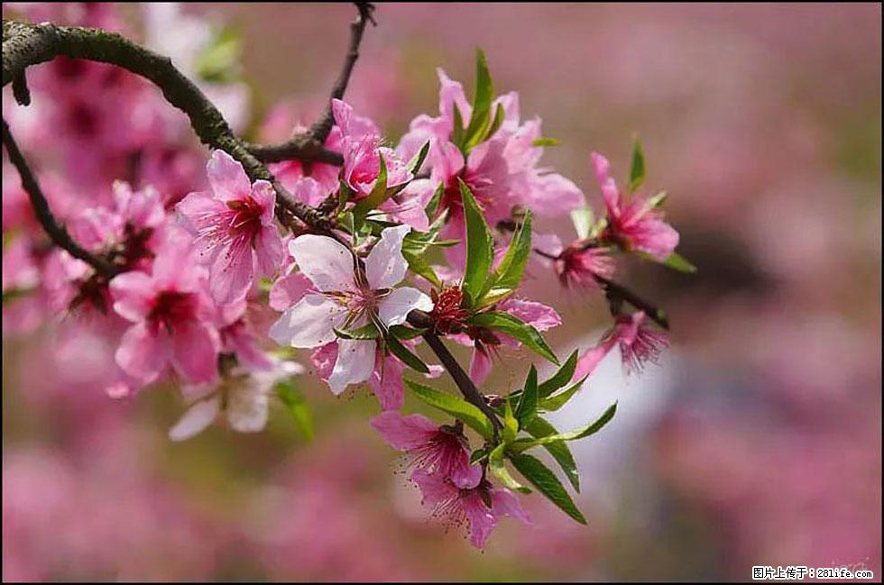 【春天，广西桂林灌阳县向您发出邀请！】官庄村有个醉美的桃花园 - 游山玩水 - 东莞生活社区 - 东莞28生活网 dg.28life.com