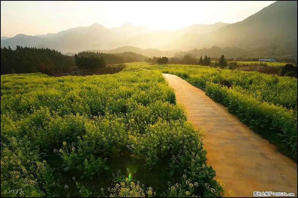 【春天，广西桂林灌阳县向您发出邀请！】长坪村油菜盛情花开 - 游山玩水 - 东莞生活社区 - 东莞28生活网 dg.28life.com