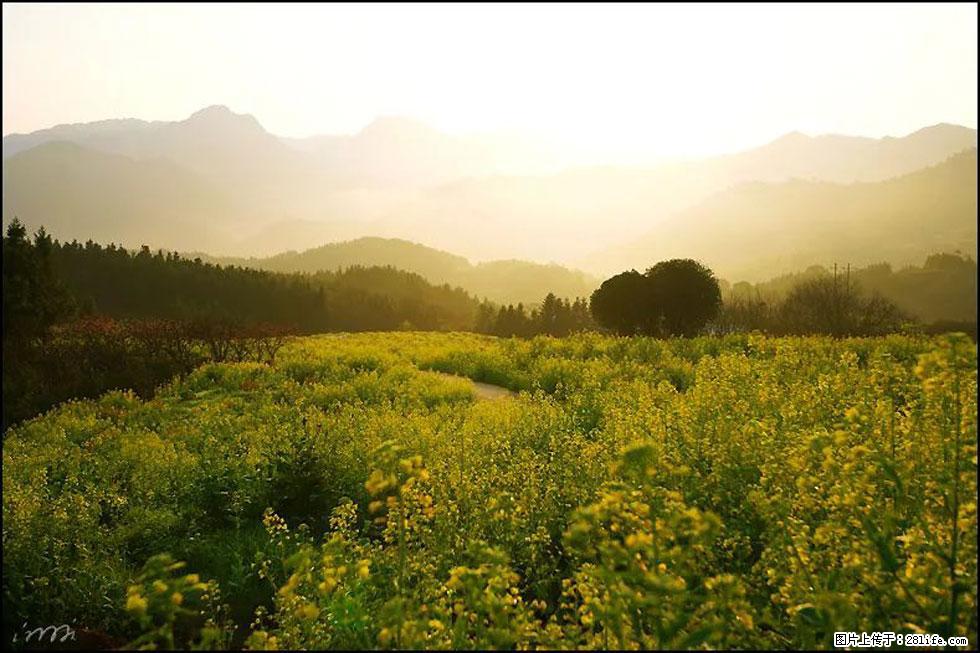 【春天，广西桂林灌阳县向您发出邀请！】长坪村油菜盛情花开 - 游山玩水 - 东莞生活社区 - 东莞28生活网 dg.28life.com