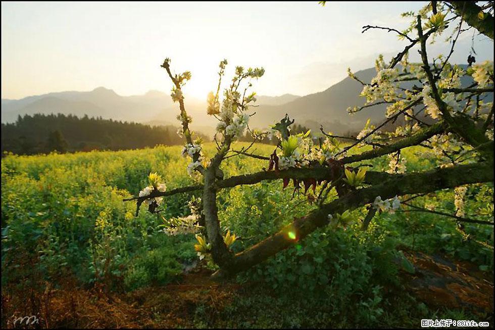 【春天，广西桂林灌阳县向您发出邀请！】长坪村油菜盛情花开 - 游山玩水 - 东莞生活社区 - 东莞28生活网 dg.28life.com