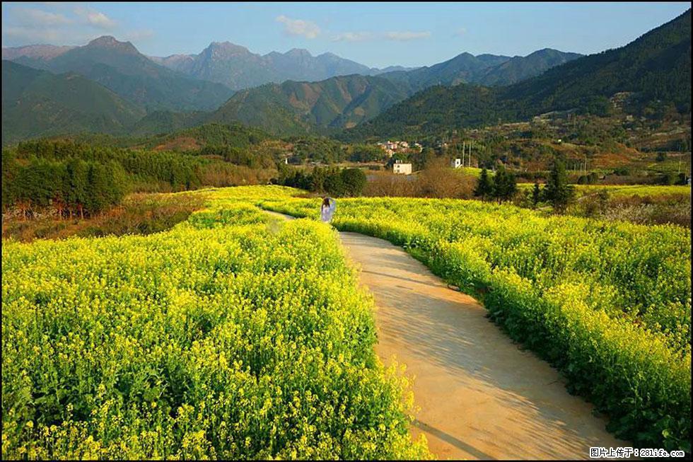 【春天，广西桂林灌阳县向您发出邀请！】长坪村油菜盛情花开 - 游山玩水 - 东莞生活社区 - 东莞28生活网 dg.28life.com