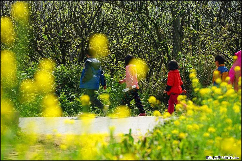 【春天，广西桂林灌阳县向您发出邀请！】长坪村油菜盛情花开 - 游山玩水 - 东莞生活社区 - 东莞28生活网 dg.28life.com