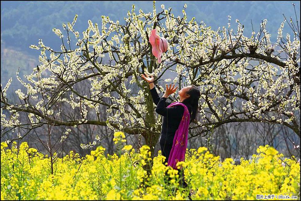 【春天，广西桂林灌阳县向您发出邀请！】长坪村油菜盛情花开 - 游山玩水 - 东莞生活社区 - 东莞28生活网 dg.28life.com