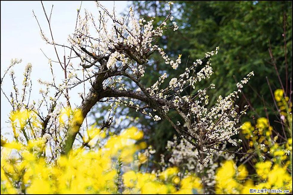 【春天，广西桂林灌阳县向您发出邀请！】长坪村油菜盛情花开 - 游山玩水 - 东莞生活社区 - 东莞28生活网 dg.28life.com