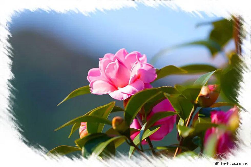 【春天，广西桂林灌阳县向您发出邀请！】杨柳井茶花惹人爱 - 游山玩水 - 东莞生活社区 - 东莞28生活网 dg.28life.com