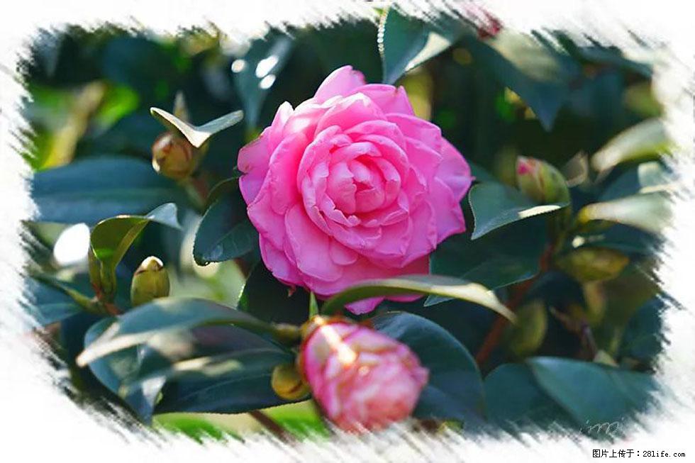 【春天，广西桂林灌阳县向您发出邀请！】杨柳井茶花惹人爱 - 游山玩水 - 东莞生活社区 - 东莞28生活网 dg.28life.com