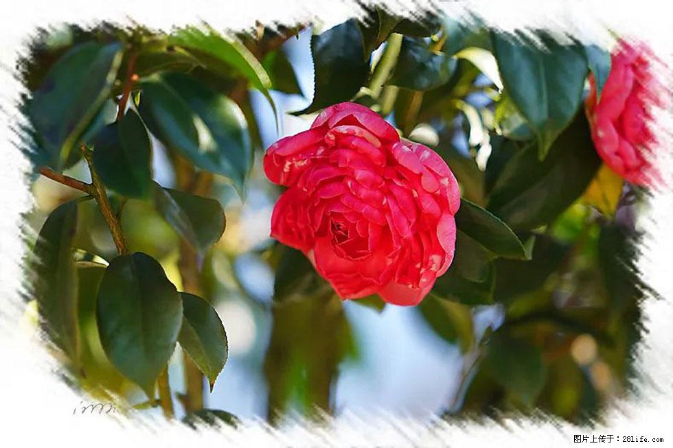 【春天，广西桂林灌阳县向您发出邀请！】杨柳井茶花惹人爱 - 游山玩水 - 东莞生活社区 - 东莞28生活网 dg.28life.com