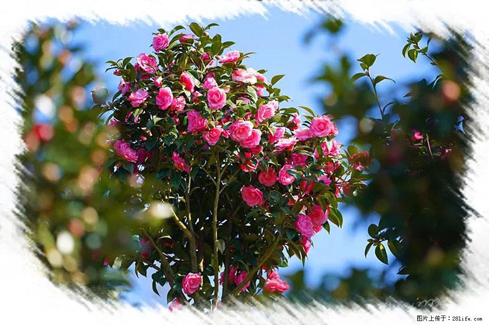 【春天，广西桂林灌阳县向您发出邀请！】杨柳井茶花惹人爱 - 游山玩水 - 东莞生活社区 - 东莞28生活网 dg.28life.com