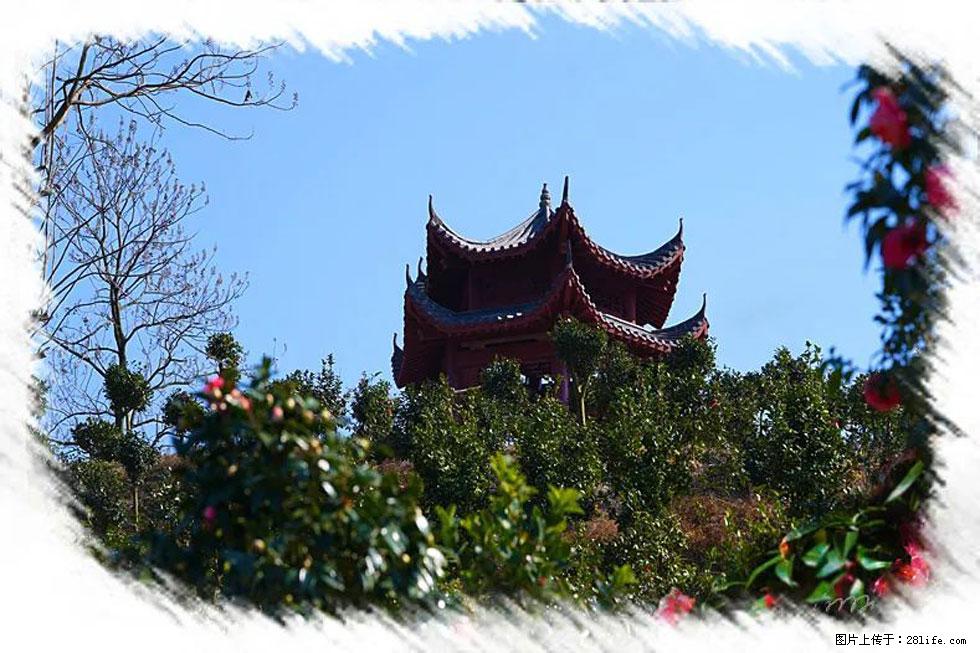 【春天，广西桂林灌阳县向您发出邀请！】杨柳井茶花惹人爱 - 游山玩水 - 东莞生活社区 - 东莞28生活网 dg.28life.com