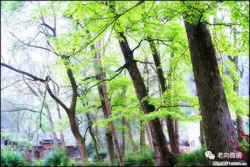 【春天，广西桂林灌阳县向您发出邀请！】在小龙村与春天约会 - 游山玩水 - 东莞生活社区 - 东莞28生活网 dg.28life.com