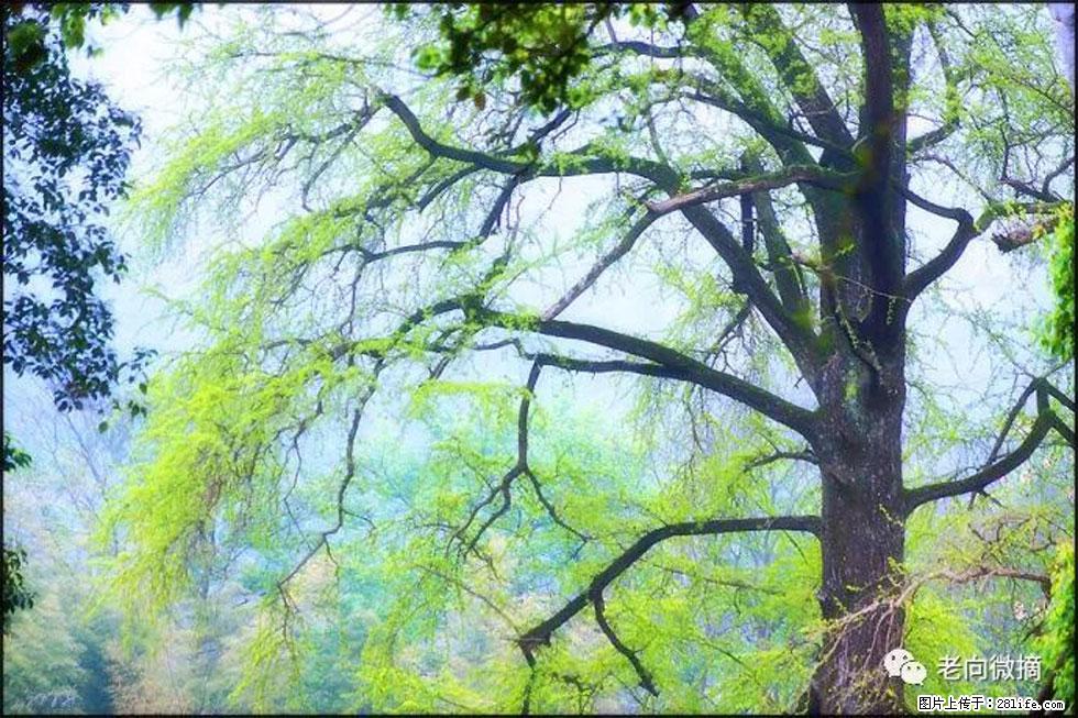 【春天，广西桂林灌阳县向您发出邀请！】在小龙村与春天约会 - 游山玩水 - 东莞生活社区 - 东莞28生活网 dg.28life.com