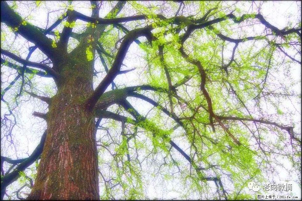 【春天，广西桂林灌阳县向您发出邀请！】在小龙村与春天约会 - 游山玩水 - 东莞生活社区 - 东莞28生活网 dg.28life.com