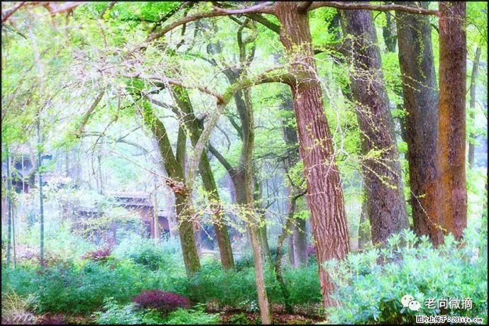 【春天，广西桂林灌阳县向您发出邀请！】在小龙村与春天约会 - 游山玩水 - 东莞生活社区 - 东莞28生活网 dg.28life.com