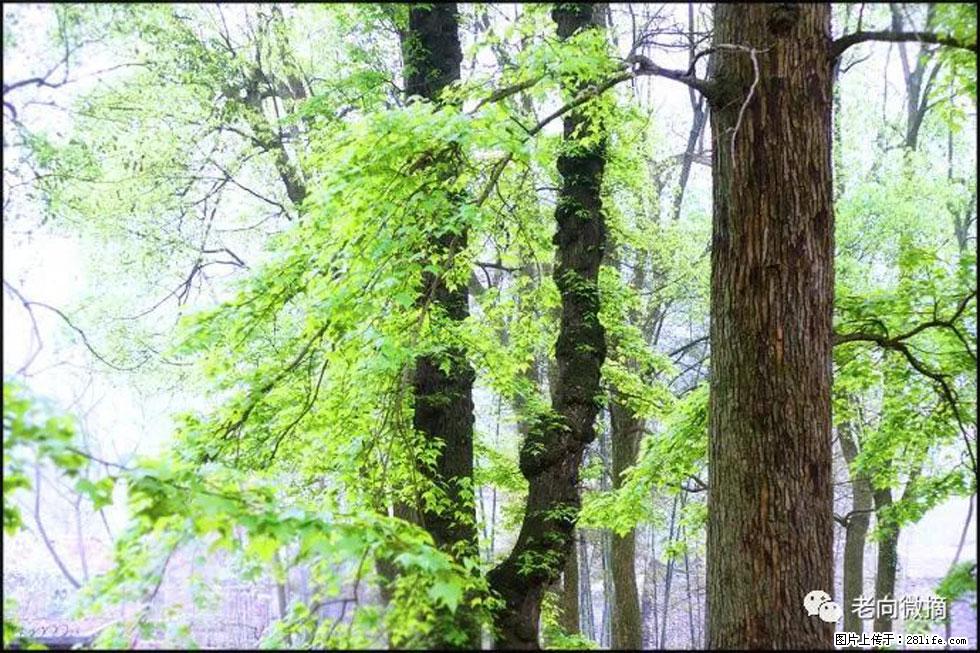 【春天，广西桂林灌阳县向您发出邀请！】在小龙村与春天约会 - 游山玩水 - 东莞生活社区 - 东莞28生活网 dg.28life.com