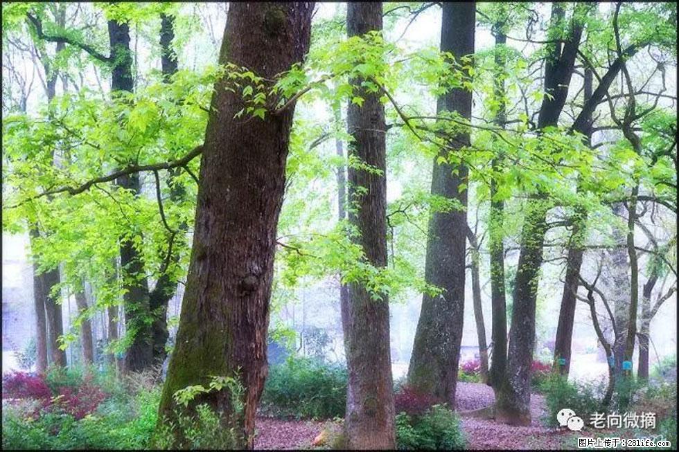 【春天，广西桂林灌阳县向您发出邀请！】在小龙村与春天约会 - 游山玩水 - 东莞生活社区 - 东莞28生活网 dg.28life.com