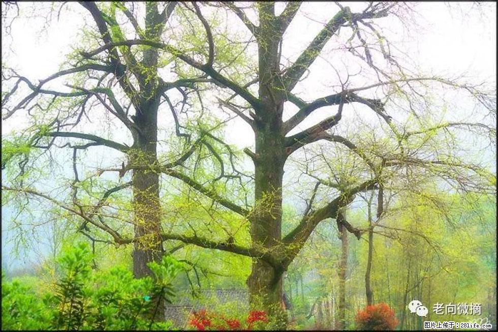 【春天，广西桂林灌阳县向您发出邀请！】在小龙村与春天约会 - 游山玩水 - 东莞生活社区 - 东莞28生活网 dg.28life.com