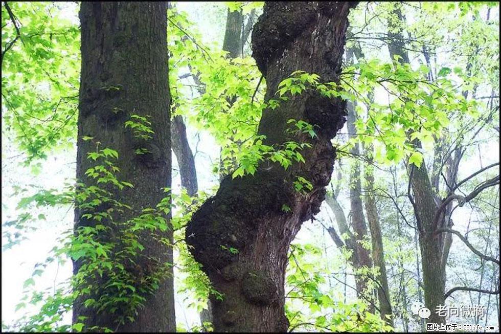 【春天，广西桂林灌阳县向您发出邀请！】在小龙村与春天约会 - 游山玩水 - 东莞生活社区 - 东莞28生活网 dg.28life.com