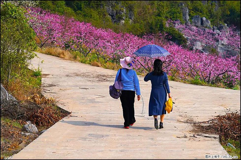 【春天，广西桂林灌阳县向您发出邀请！】望月岭上桃花开 - 游山玩水 - 东莞生活社区 - 东莞28生活网 dg.28life.com