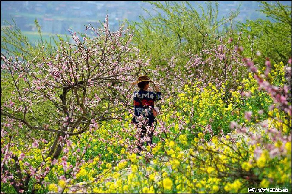 【春天，广西桂林灌阳县向您发出邀请！】望月岭上桃花开 - 游山玩水 - 东莞生活社区 - 东莞28生活网 dg.28life.com