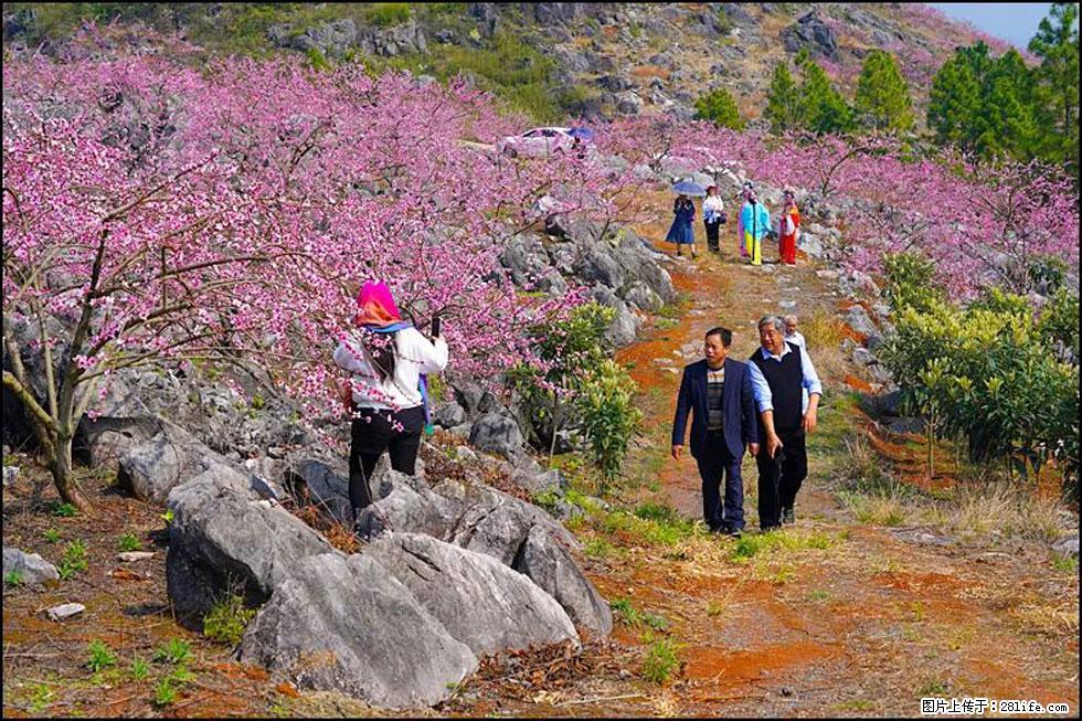 【春天，广西桂林灌阳县向您发出邀请！】望月岭上桃花开 - 游山玩水 - 东莞生活社区 - 东莞28生活网 dg.28life.com