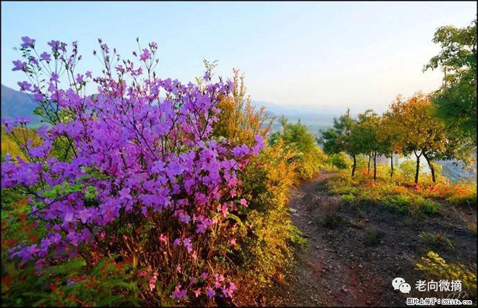 【春天，广西桂林灌阳县向您发出邀请！】登麒麟山，相约映山红 - 游山玩水 - 东莞生活社区 - 东莞28生活网 dg.28life.com