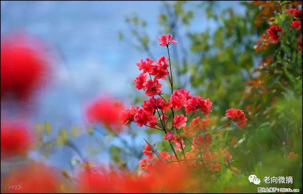 【春天，广西桂林灌阳县向您发出邀请！】登麒麟山，相约映山红 - 游山玩水 - 东莞生活社区 - 东莞28生活网 dg.28life.com