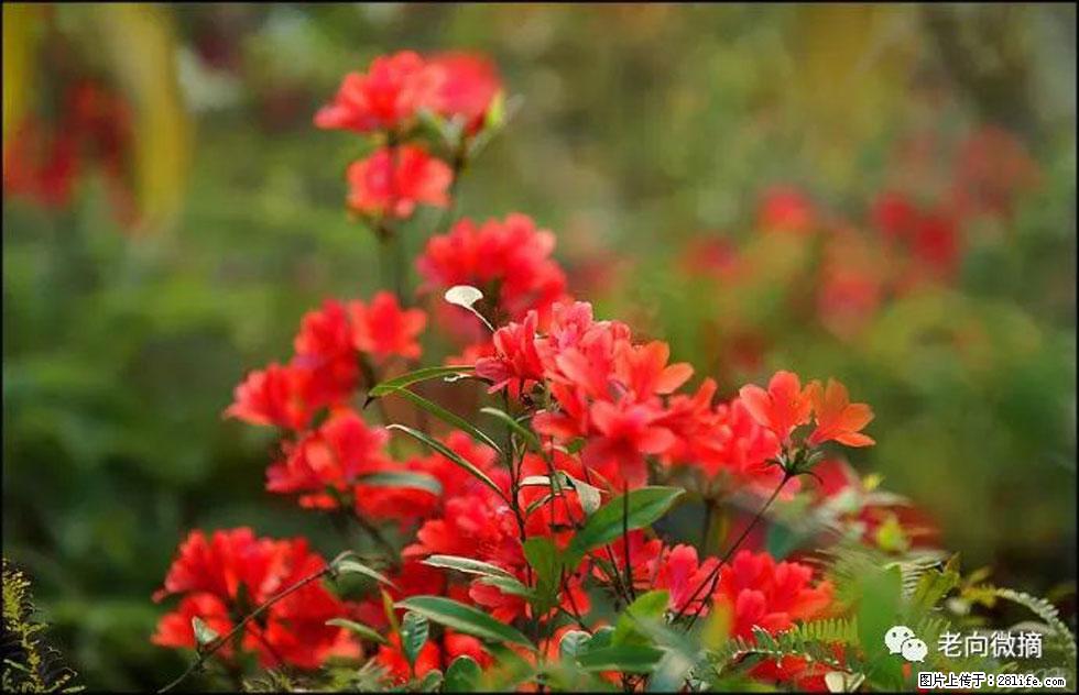 【春天，广西桂林灌阳县向您发出邀请！】登麒麟山，相约映山红 - 游山玩水 - 东莞生活社区 - 东莞28生活网 dg.28life.com