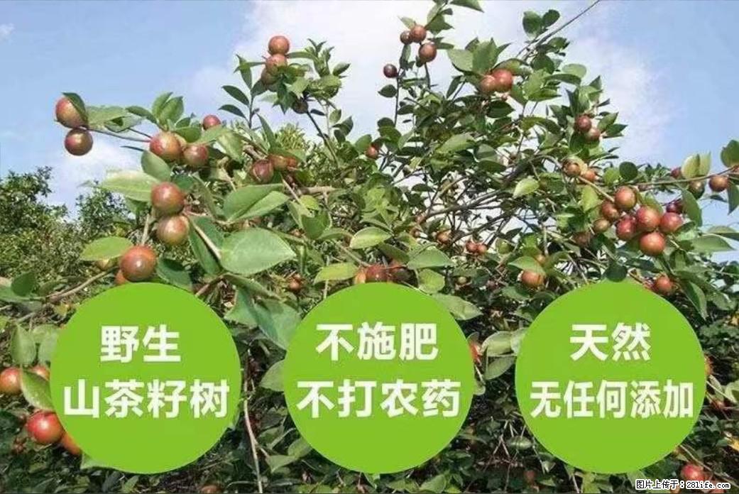 【灌阳县油茶产业示范区】一个有着充实的精神生活的人，对待身外之物自会有一种淡泊的态度 - 美食天地 - 东莞生活社区 - 东莞28生活网 dg.28life.com