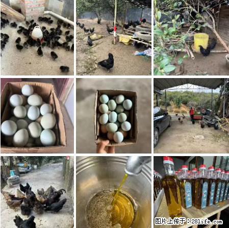 油茶园从小鸡仔开始养起的纯土鸡、土鸡蛋可以预定啦！还有前几天刚榨的纯山茶油哦 - 美食天地 - 东莞生活社区 - 东莞28生活网 dg.28life.com