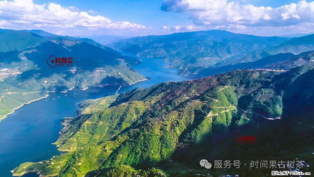 时间果百年古树龙珠普洱生茶 - 购物交流 - 东莞生活社区 - 东莞28生活网 dg.28life.com