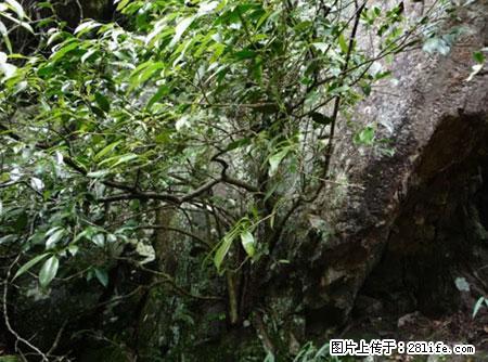 平乐石崖茶,珍贵仅次于金花茶 - 东莞生活资讯 - 东莞28生活网 dg.28life.com