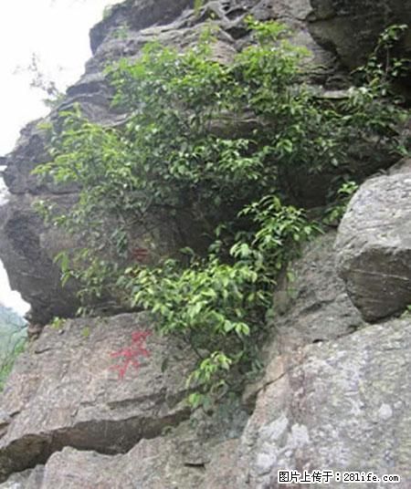 平乐石崖茶,珍贵仅次于金花茶 - 东莞生活资讯 - 东莞28生活网 dg.28life.com